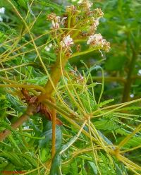 Blüten von Aesculus hippocastanum f. laciniata