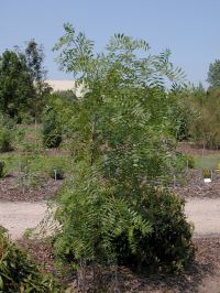 Habitus/ Gestalt / Äußere Form von Xanthoceras sorbifolium