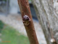 Knospe von Xanthoceras sorbifolium
