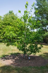 Habitus/ Gestalt / Äußere Form von Quercus rysophylla
