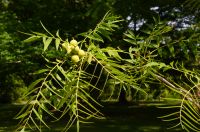 Zweig von Juglans microcarpa
