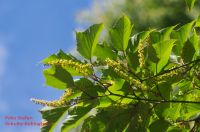 Blüten von Acer capillipes