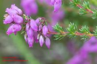 Blüten von Erica cinerea