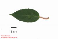 Blatt von Fuchsia magellanica Scharlach-Fuchsie