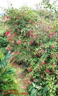 Habitus/ Gestalt / Äußere Form von Fuchsia magellanica