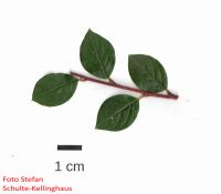 Blatt von Cotoneaster divaricatus Sparrige Zwergmispel