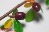 Früchte von Cotoneaster divaricatus