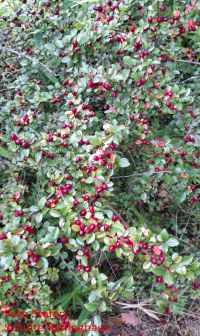 Habitus/ Gestalt / Äußere Form von Cotoneaster divaricatus