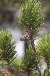 Zweig mit Zapfen Pinus uncinata