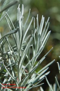 Blattrückseite von Italienische Strohblume