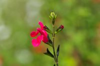 Blüten von Salvia greggii