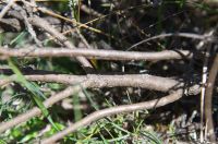 Borke von Zweifelhafte Strauchscharte