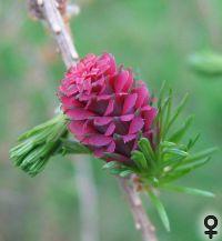 weibliche Blüten von Larix decidua