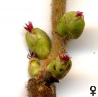 weibliche Blüten von Corylus avellana 'Contorta'