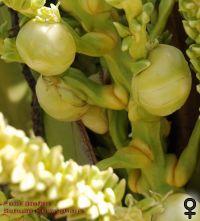 weibliche Blüten von Cocos nucifera
