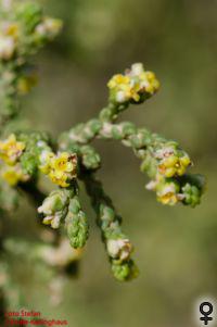 weibliche Blüten von Thymelaea hirsuta