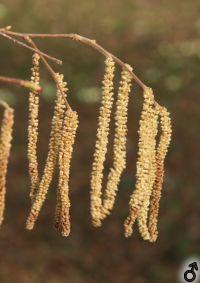 männliche Blüten von Corylus avellana