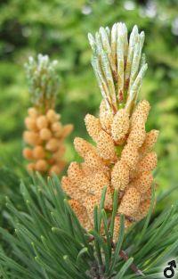 männliche Blüten von Pinus mugo