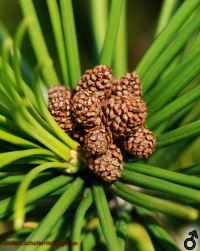 männliche Blüten von Sciadopitys verticillata