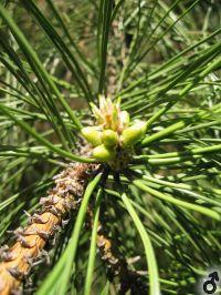 männliche Blüten von Pinus nigra var. salzmanii