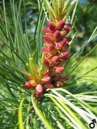 männliche Blüten von Pinus koraiensis