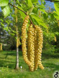 männliche Blüten von Betula lenta