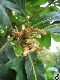 männliche Blüten von Quercus pontica 