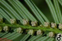 männliche Blüten von Cephalotaxus harringtonia