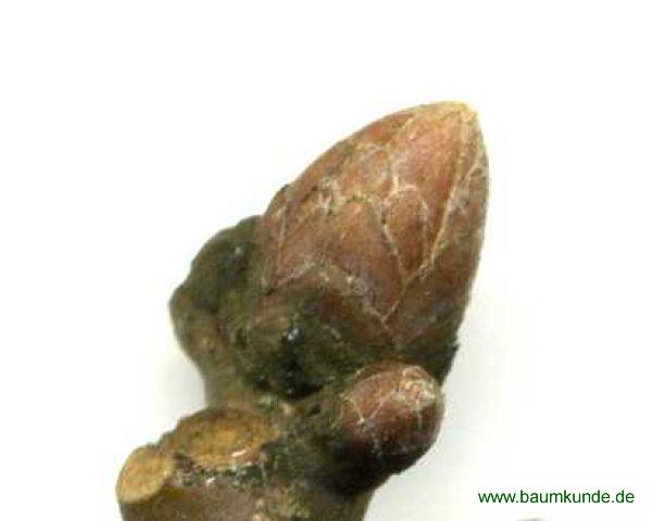 Stiel-Eiche / Quercus robur / Blütenknospe Familie: Fagaceae