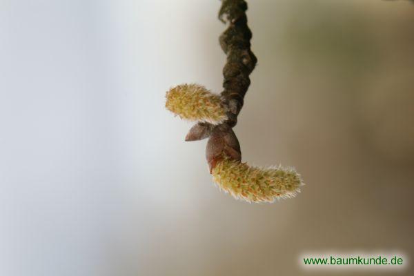 Silber-Pappel / Populus alba / Blüten Familie: Salicaceae