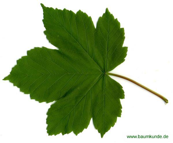 Berg-Ahorn / Acer pseudoplatanus / Blatt / Blattoberseite Familie: Sapindaceae