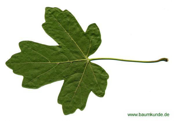 Feld-Ahorn / Acer campestre / Blatt / Blattunterseite Familie: Sapindaceae