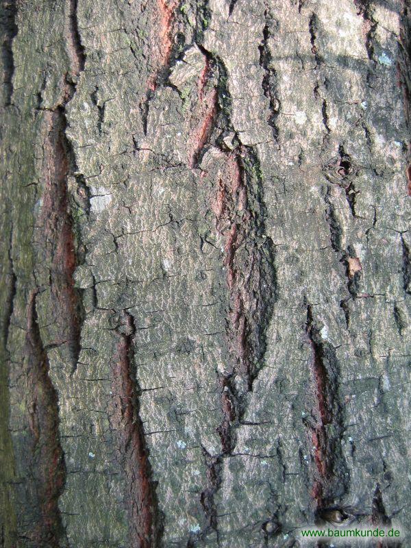 Korb-Weide / Salix viminalis / Borke Familie: Salicaceae