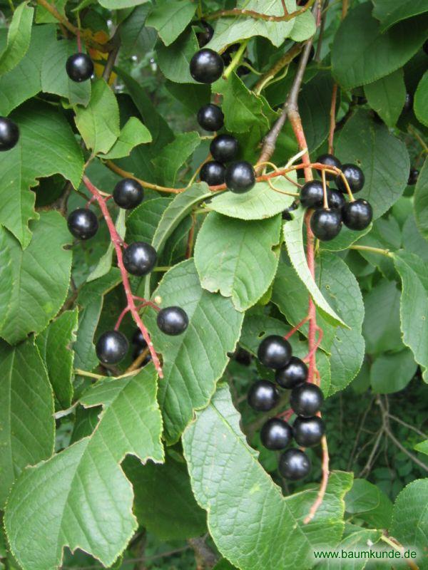 Gemeine TraubenKirsche (Prunus padus) Früchte bestimmen