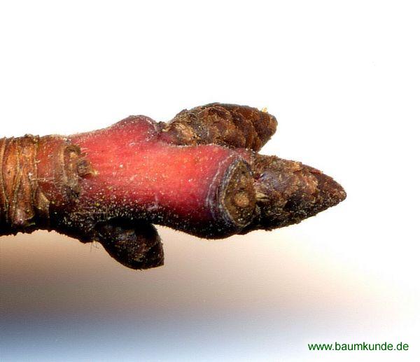 Pflaume / Prunus domestica / Knospe Familie: Rosaceae