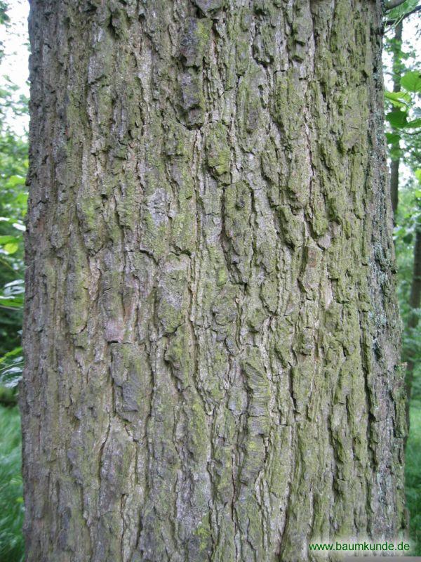 Schwarz-Erle / Alnus glutinosa / Borke Familie: Betulaceae