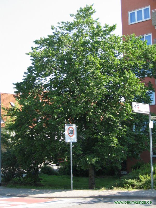Berg-Ulme / Ulmus glabra / Habitus Familie: Ulmaceae