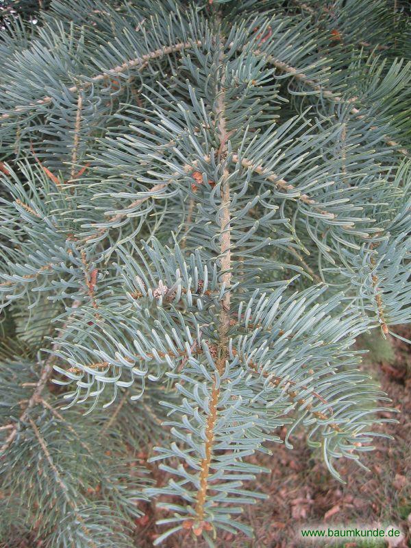 Colorado-Tanne / Abies concolor / Zweig Familie: Pinaceae