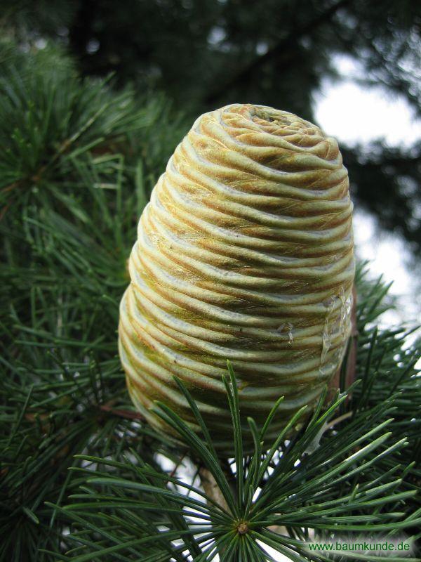 Himalaja-Zeder / Cedrus deodara / Früchte Familie: Pinaceae