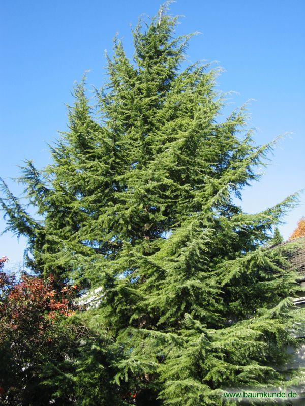 Himalaja-Zeder / Cedrus deodara / Habitus Familie: Pinaceae