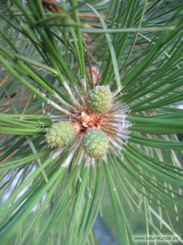 Schwarz-Kiefer / Pinus nigra / Jungzapfen Familie: Pinaceae