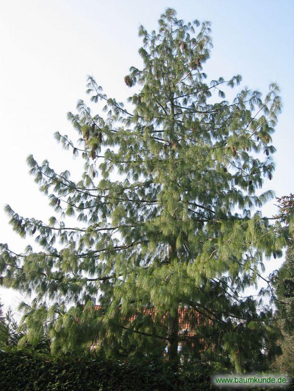 Tränen-Kiefer / Pinus wallichiana / Habitus Familie: Pinaceae