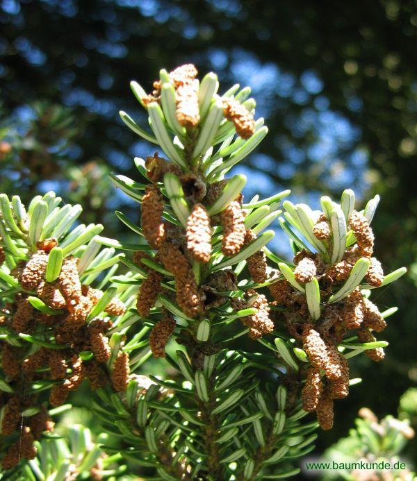 Korea-Tanne / Abies koreana / männliche Blüten Familie: Pinaceae