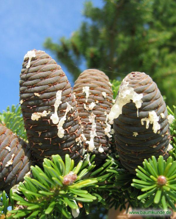 Korea-Tanne / Abies koreana / Zapfen Familie: Pinaceae