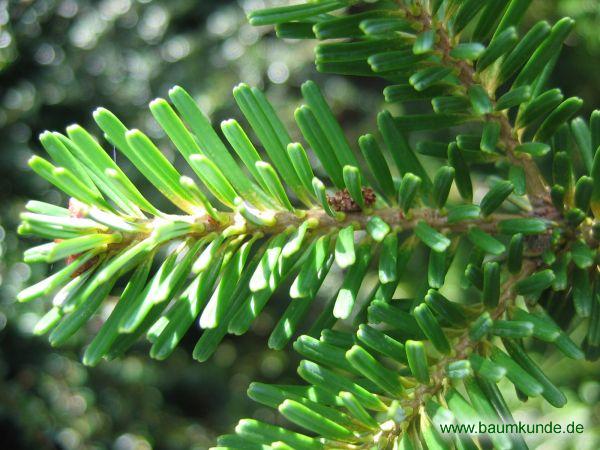 Korea-Tanne / Abies koreana / Nadeln Familie: Pinaceae