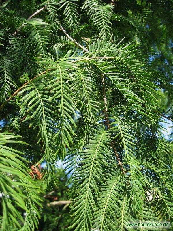 Chinesisches Rotholz / Metasequoia glyptostroboides / Zweig Familie: Cupressaceae