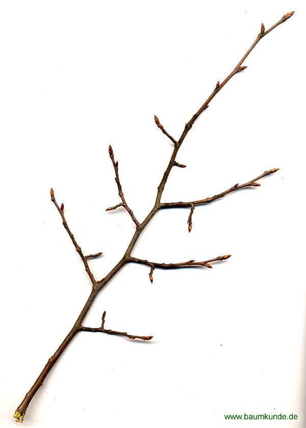 Flatter-Ulme / Ulmus laevis / Zweig Familie: Ulmaceae