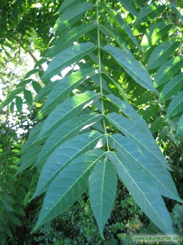 Götterbaum (Ailanthus altissima) Zweig am Baum bestimmen