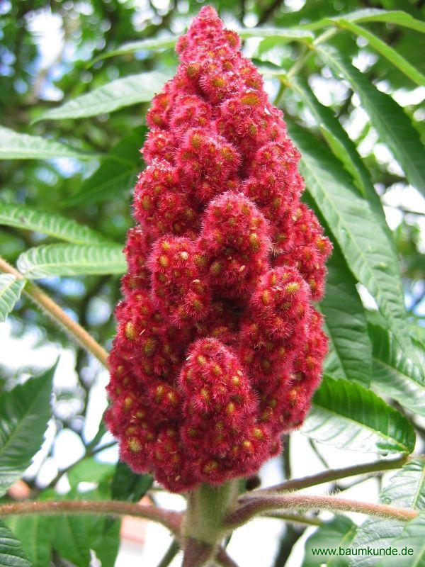 Essig-Baum / Rhus typhina / Früchte Familie: Anacardiaceae
