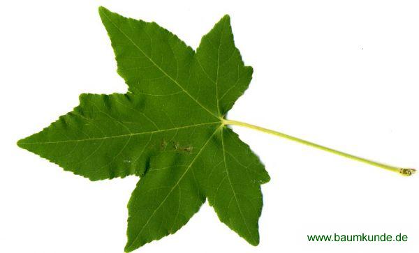 Amerikanischer Amberbaum / Liquidambar styraciflua / Blatt / Blattoberseite Familie: Altingiaceae